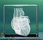 Herz 3D Modell